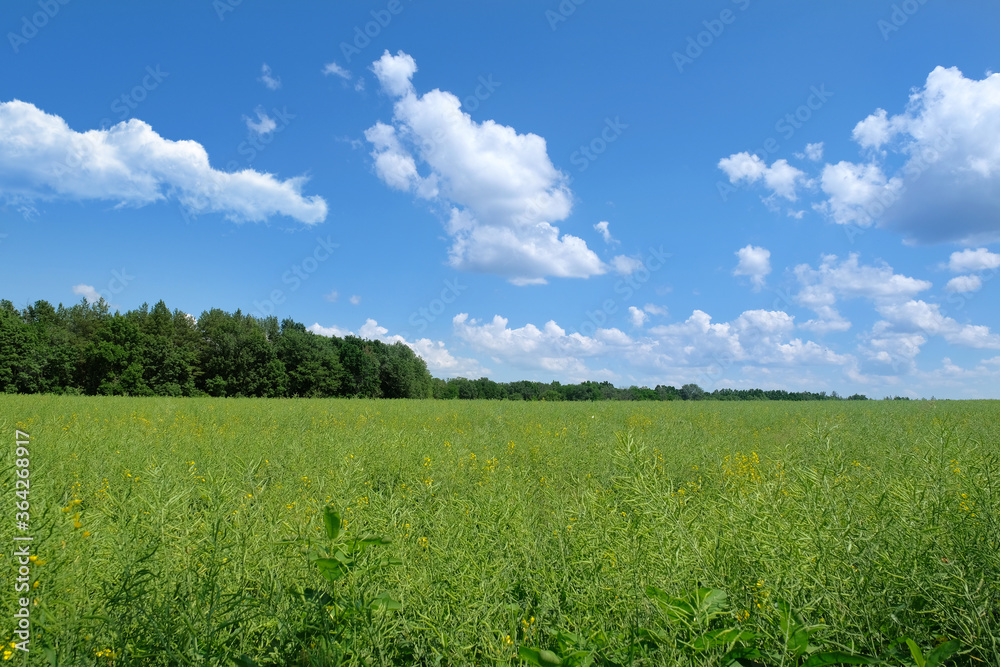 Green field and blue sky with clouds. Countryside.