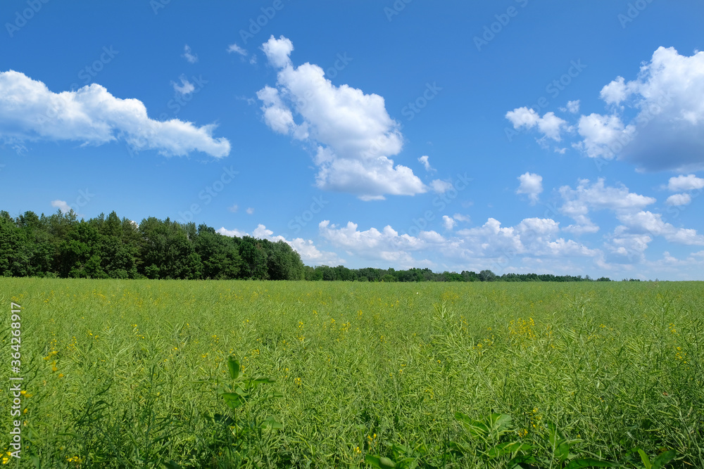 Green field and blue sky with clouds. Countryside. Green field and blue sky with clouds. Countryside.