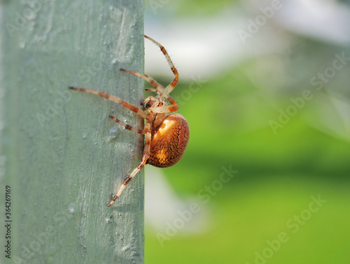 Araneus marmoreus spider with a beautiful back photo