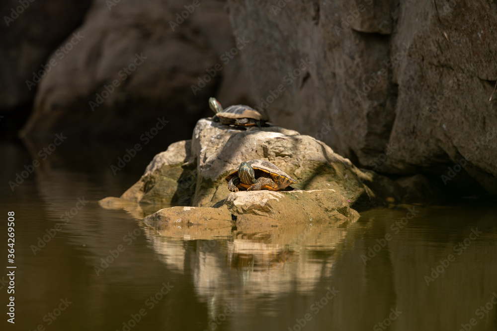 small turtles stay on rocks