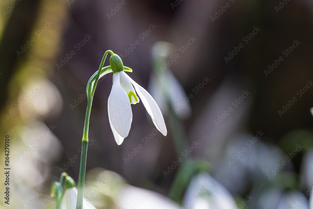Snow white snowdrop galanthus flower green stems Snow white snowdrop galanthus flower green stems