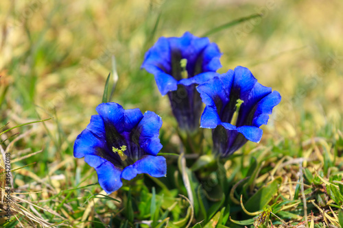 Radiant blue gentiana alpine flowers