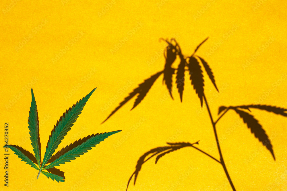 Shadow from hemp plant and hemp leaf on a yellow background. Shadow from hemp plant and hemp leaf on a yellow background.