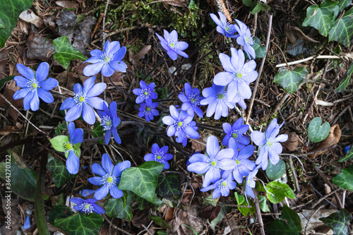 Blue common Anemone hepatica liverwort kidneywort flowers