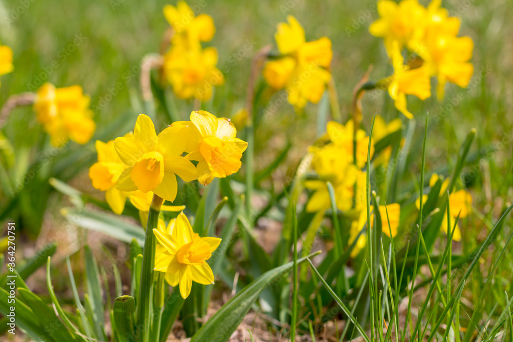 Fototapeta premium Cyclamen-flowered daffodil Narcissus cyclamineus gold yellow flowers