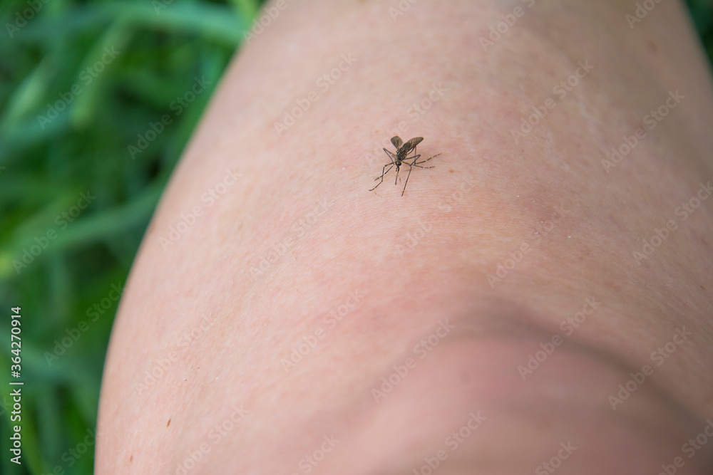 In the summer, a mosquito on the arm in the forest. In the summer, a mosquito on the arm in the forest.