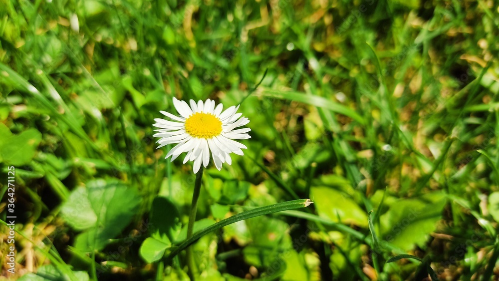 daisy in the grass daisy in the grass
