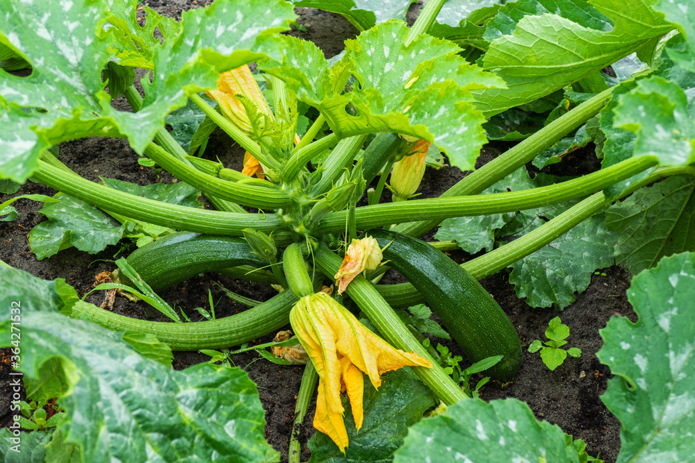 custom made wallpaper toronto digitalClose up of zucchini plant with flowers and fruits
