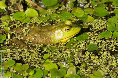 bright green frog is hidding in the lily pads on a sunny day