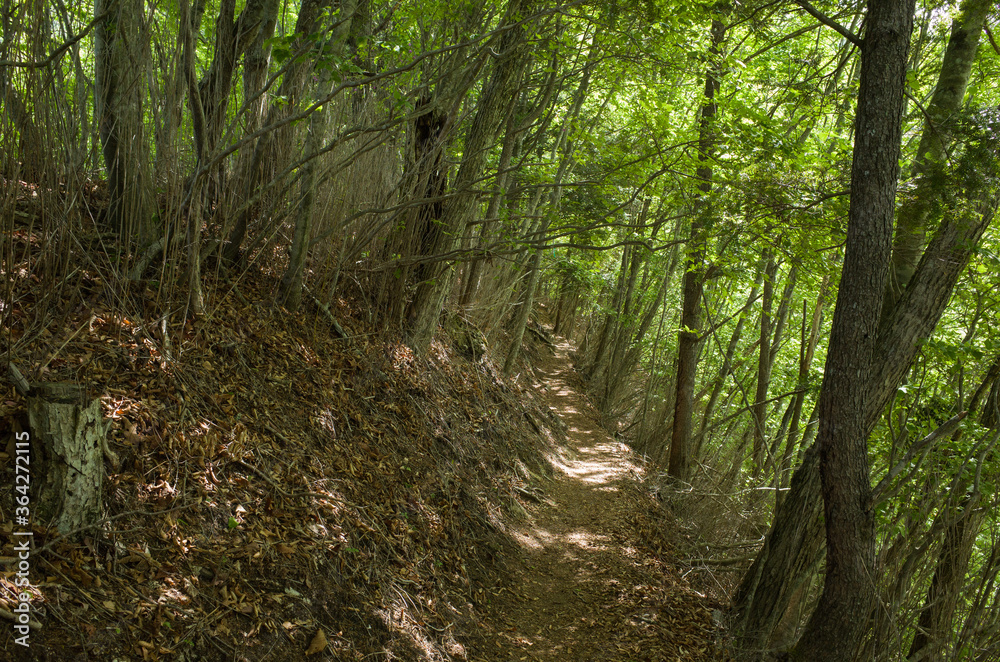 Trail in the woods during a early summer day at near Mt.Daibosatsu, Yamanashi Prefecture, Japan.