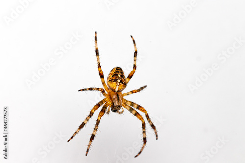 European garden spider Araneus diadematus male © Patrik