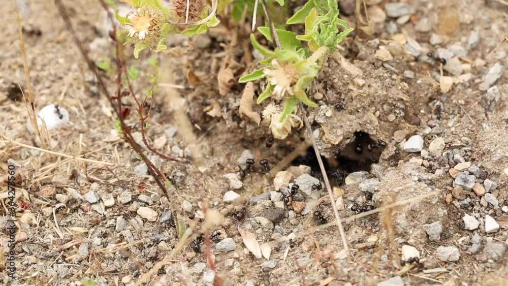 anthill with ants taking dry plants to their cave for storage anthill with ants taking dry plants to their cave for storage