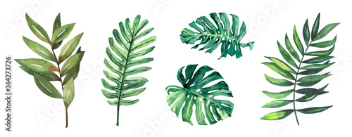 Watercolor hand drawn rainforest tropical leaves botanical illustration set isolated on white background