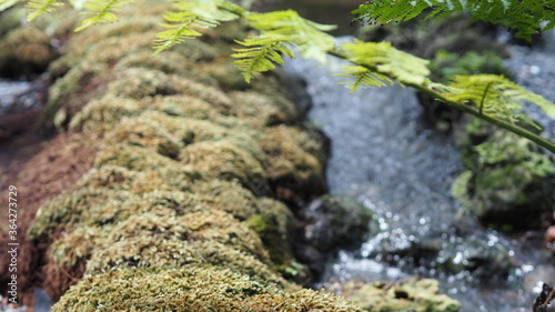 Blurred moss cover on walk way beside lake