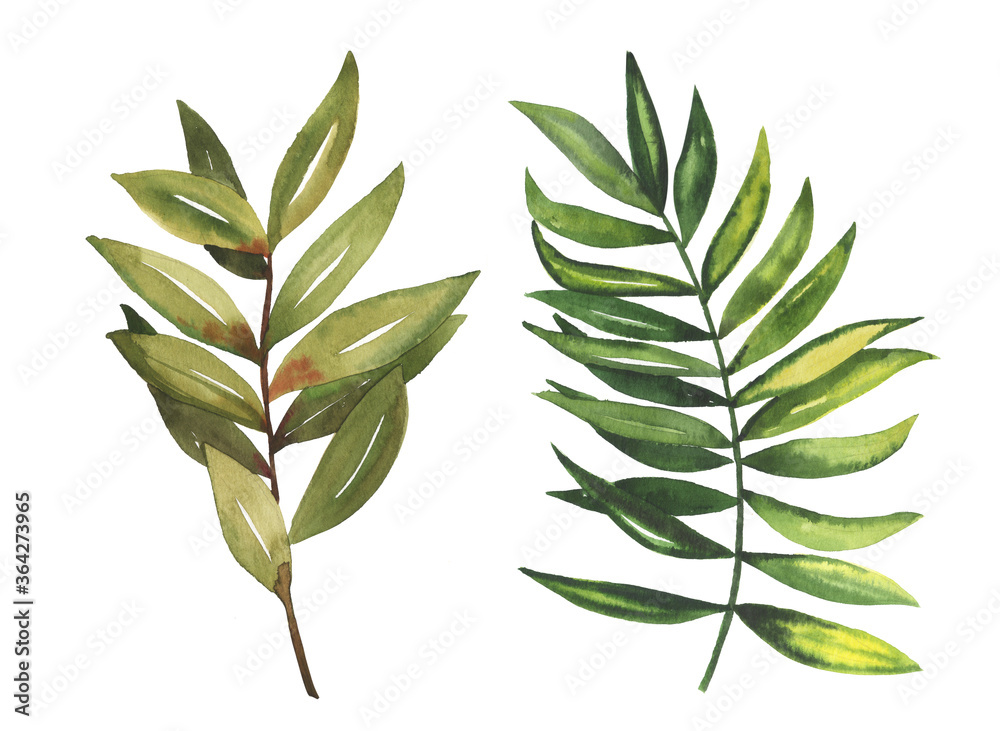 Obraz premium Watercolor hand drawn rainforest tropical leaves botanical illustration set isolated on white background