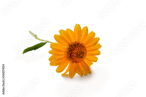 yellow  rudbeckia or gerbera on a green natural background