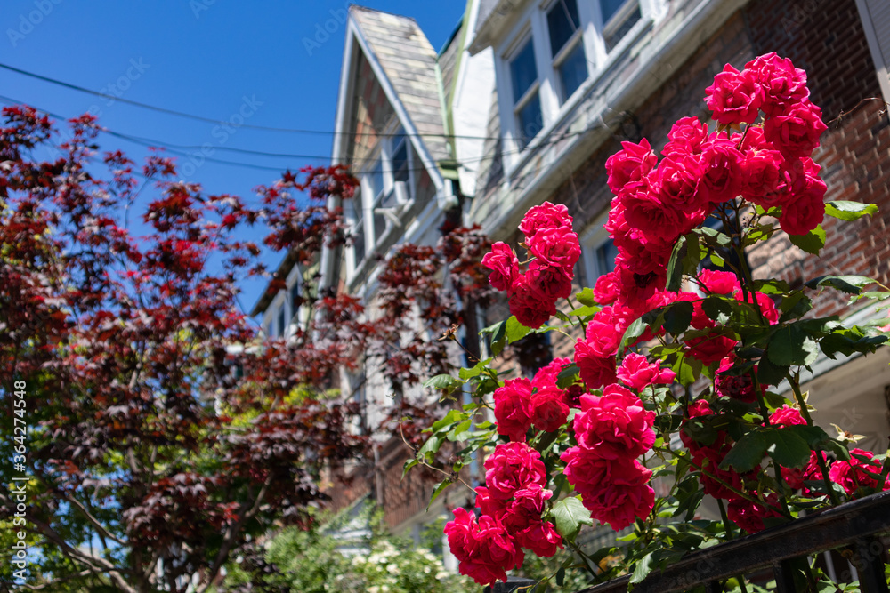 Beautiful Red Roses Closeup during Spring in a Home Garden in Astoria Queens New York