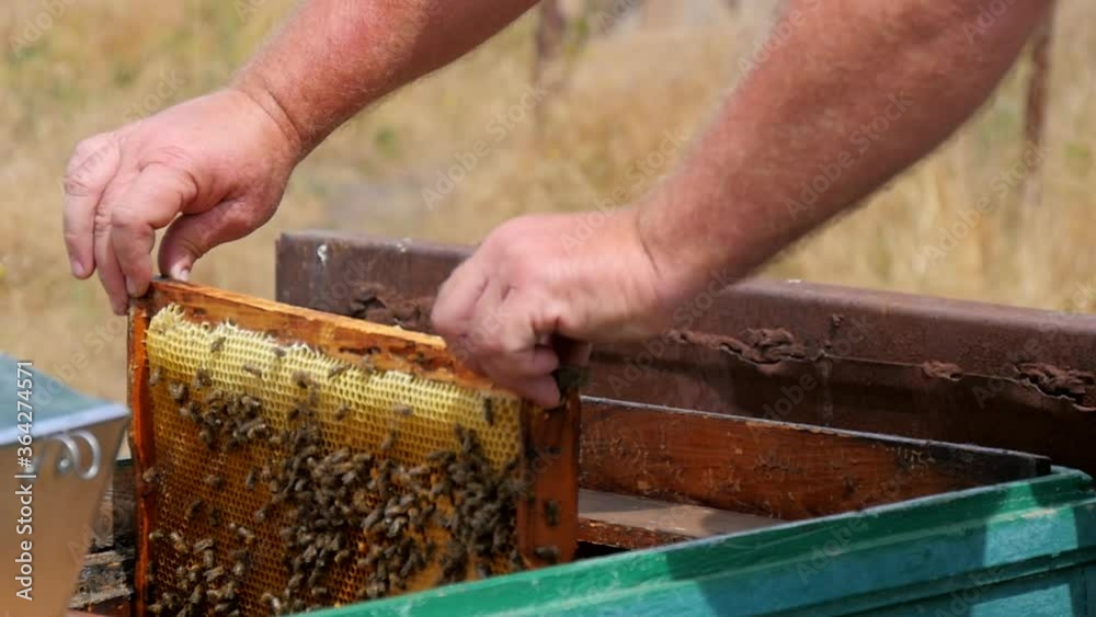The Hands of the Beekeeper Take Out the Frame to Collect Honey. Wooden Hive is Fumigated by Smoke. The Frame is Full of Honey and Bees. The Hands of the Beekeeper Take Out the Frame to Collect Honey. Wooden Hive is Fumigated by Smoke. The Frame is Full of Honey and Bees.