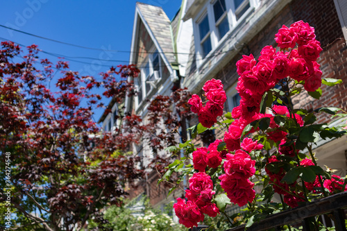 Canvas Print Beautiful Red Roses Closeup during Spring in a Home Garden in Astoria Queens New