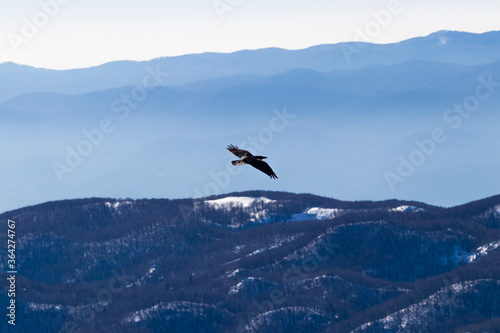 Black raven flying winter snow valley