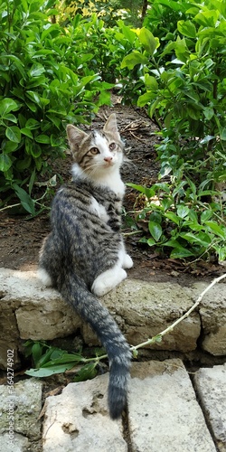 A cute cat playing in the nature