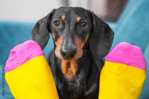 Nice obedient dachshund dog sits on sofa, looks at owner through legs and begs. Human feet in bright yellow and pink socks with space logo or ornament, advertising clothing.