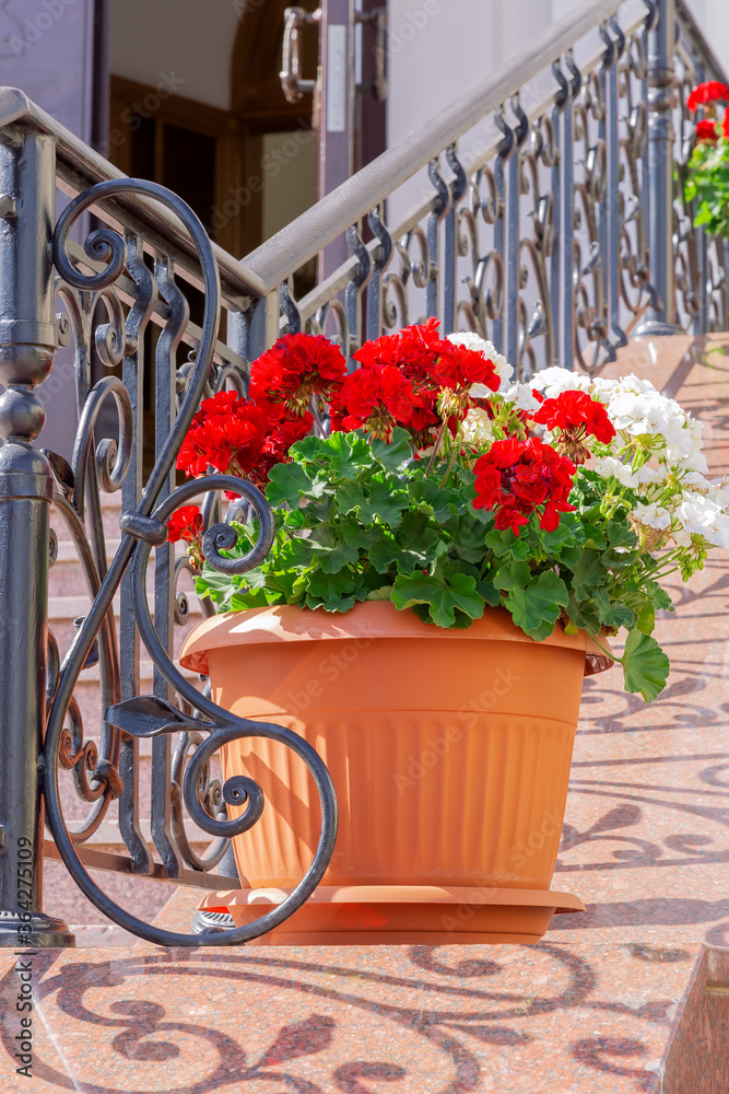 City improvement, beautiful red and white blooming pelargonium geraniums in a flower pot at the railing of the stairs against the background of the building, garden floral decor in the backyard