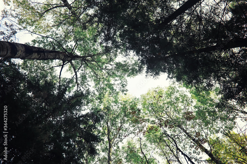 Fototapeta premium Bright spring greens at dawn in the forest. Nature comes to life in early spring.