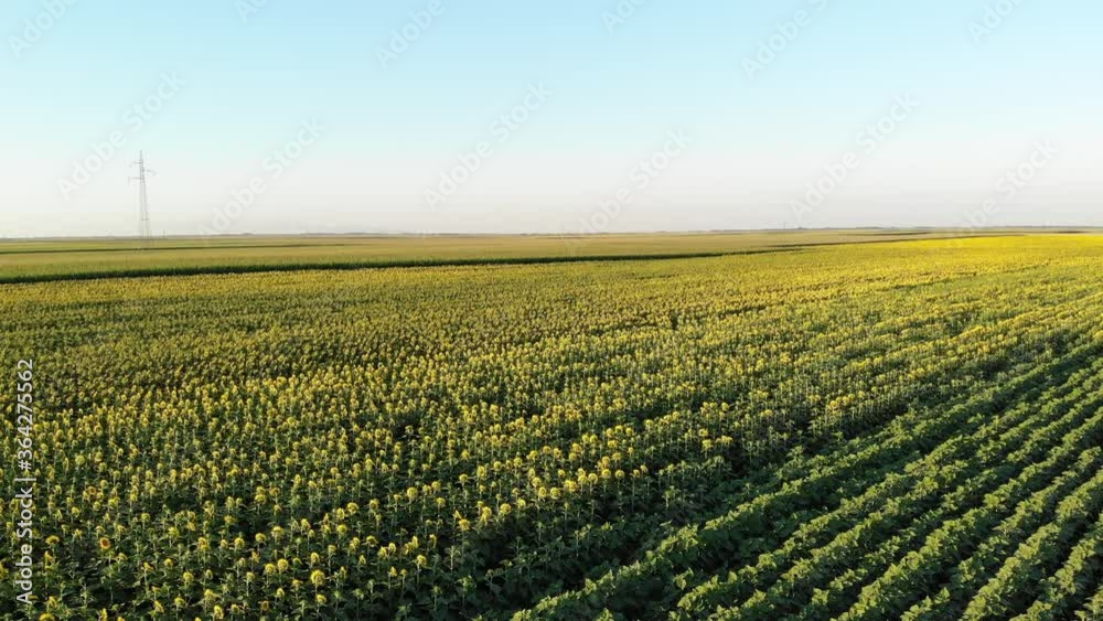 Sunflower field aerial above view Sunflower field aerial above view
