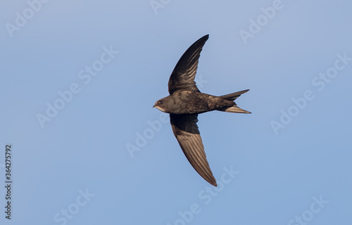 Swift Flying
 photo