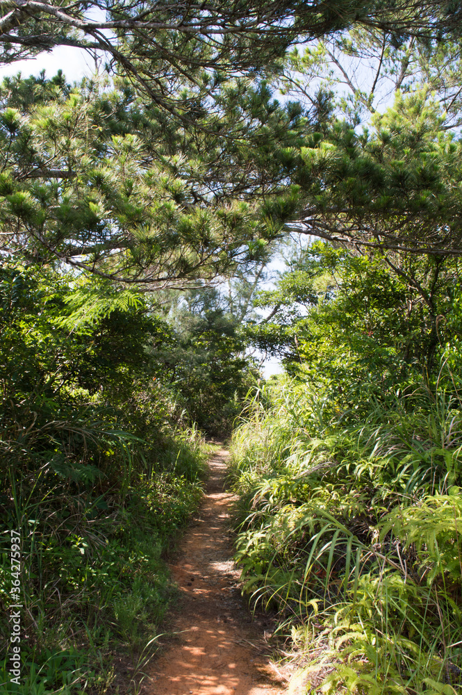 Fototapeta premium 緑に囲まれた細い一本道