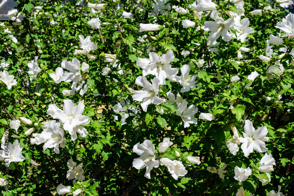 Many white flower of hibiscus syriacus plant, commonly known as Korean rose, rose of Sharon, Syrian ketmia, shrub althea or rose mallow, in a garden in a sunny summer day . Many white flower of hibiscus syriacus plant, commonly known as Korean rose, rose of Sharon, Syrian ketmia, shrub althea or rose mallow, in a garden in a sunny summer day .