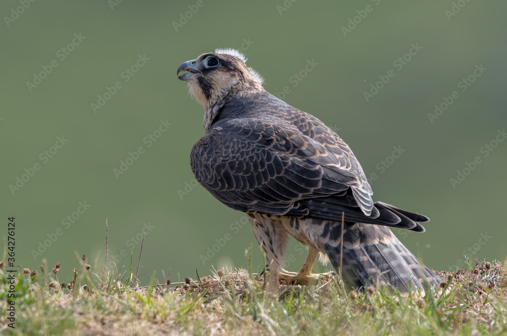 Peregrine Falcon Perched Peregrine Falcon Perched