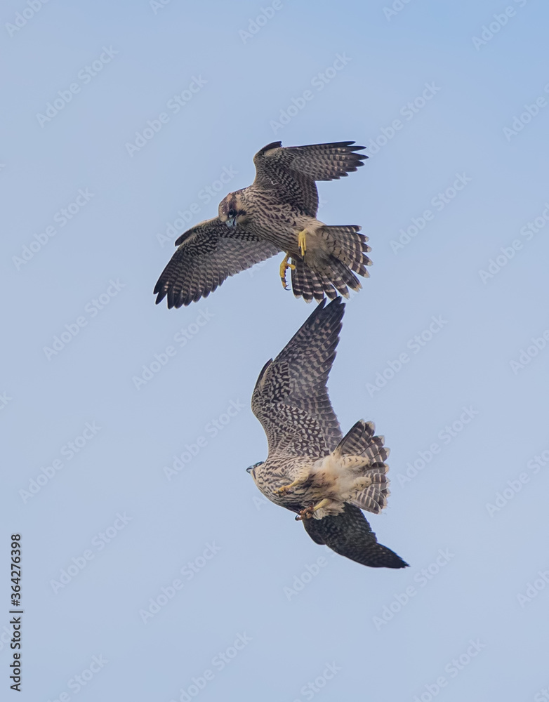 Peregrine Falcon Flying