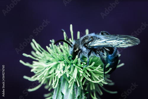 Blue buzz