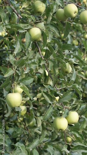 Wallpaper Mural apples on a tree in the sun. early morning . close-up Torontodigital.ca