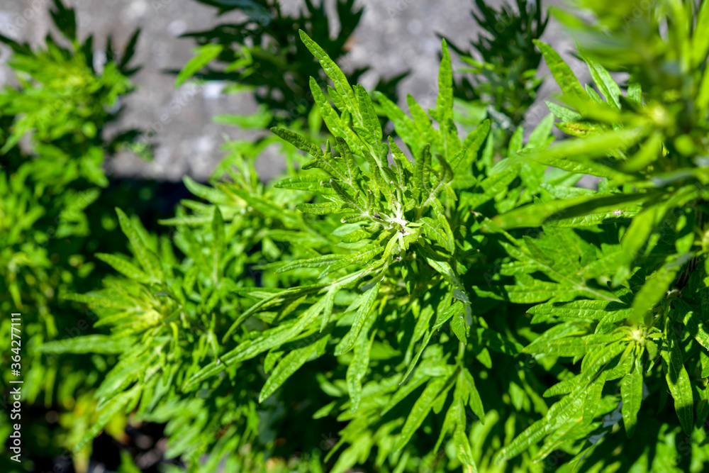 草 草