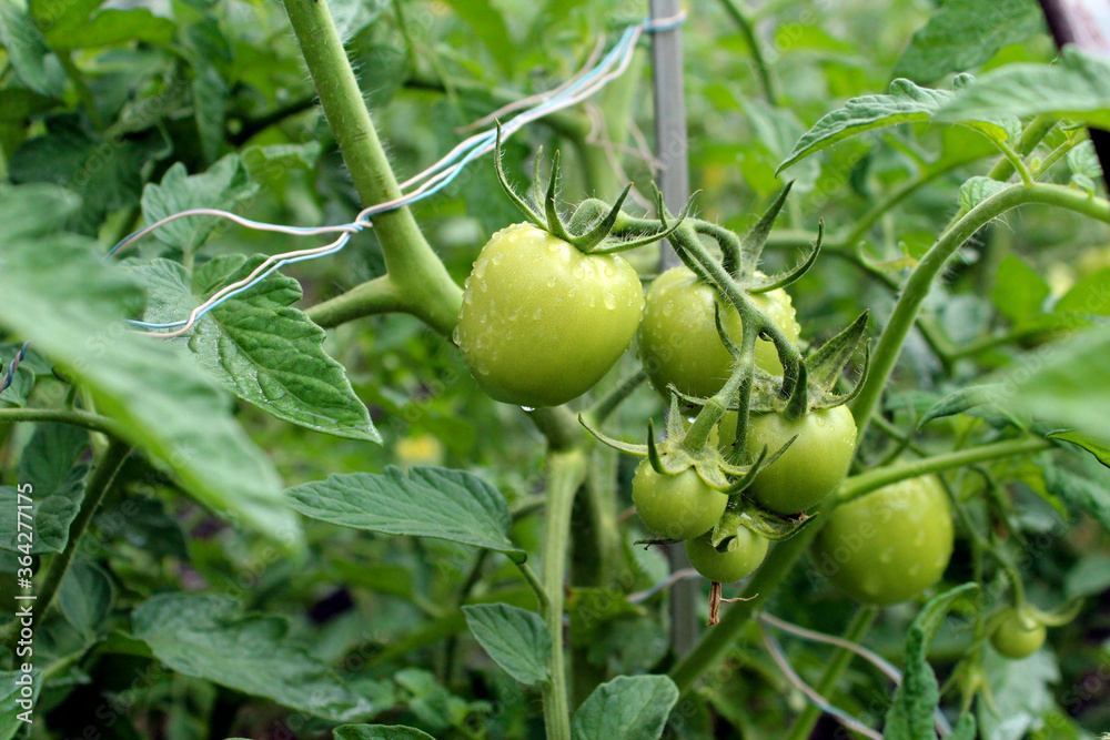 Small green tomatoes in the garden