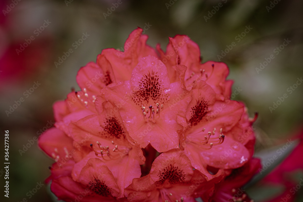 Catawba Rhododendron Cultivar (Rhododendron catawbiense) in park Catawba Rhododendron Cultivar (Rhododendron catawbiense) in park