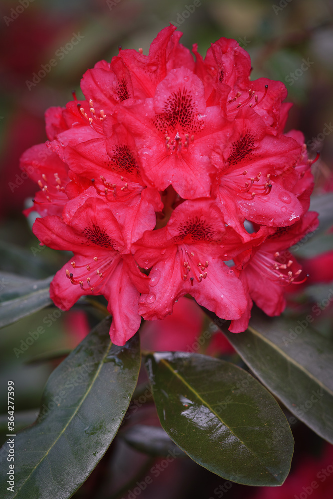 Catawba Rhododendron Cultivar (Rhododendron catawbiense) in park Catawba Rhododendron Cultivar (Rhododendron catawbiense) in park