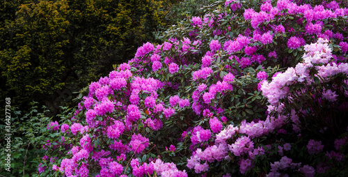 Catawba Rhododendron Cultivar  Rhododendron catawbiense 