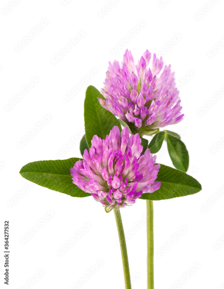 Clover flower on a stem with green leaves, isolated on white background. Clover flower on a stem with green leaves, isolated on white background.