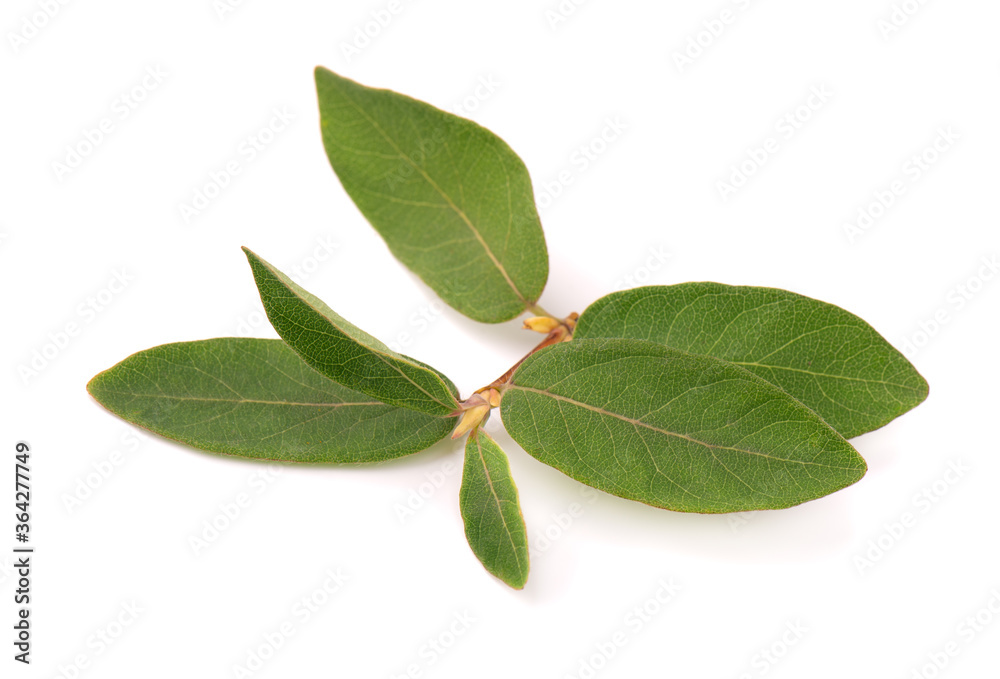 Leaves of Elaeagnus multiflora isolated on white background. Cherry elaeagnus, cherry silverberry, goumi, gumi.