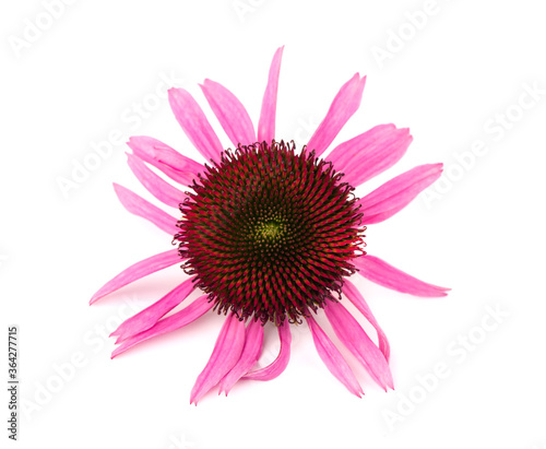 Echinacea flowers close up isolated on white backgrounds. Medicinal herbs.