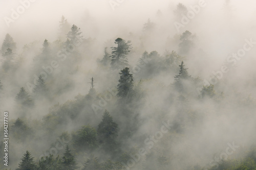 Coniferous forest in fog, Plitvice Lakes National Park, Croatia © Goran