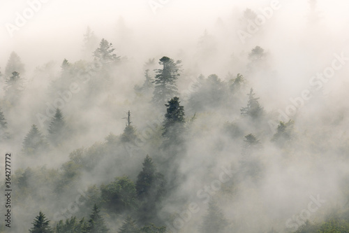 Coniferous forest in fog, Plitvice Lakes National Park, Croatia