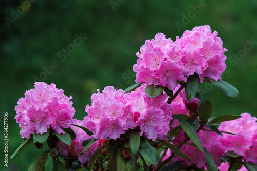 Catawba Rhododendron Cultivar (Rhododendron catawbiense)