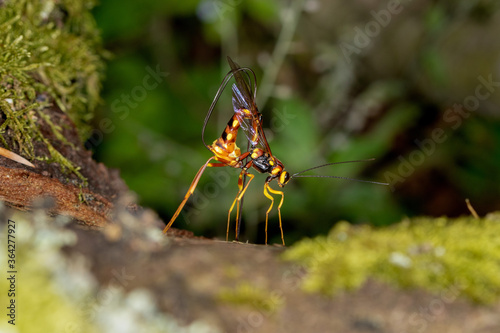 An ichneumon wasp Megarhyssa boring wood and depositing an egg into a tunnel in deadwood bored by its host, the larva of a large species of horntail © Goran