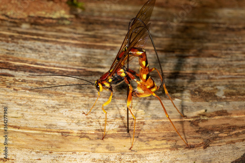 An ichneumon wasp Megarhyssa boring wood and depositing an egg into a tunnel in deadwood bored by its host, the larva of a large species of horntail