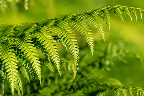Obraz na plátně Pteridium aquilinum (bracken, brake or common bracken